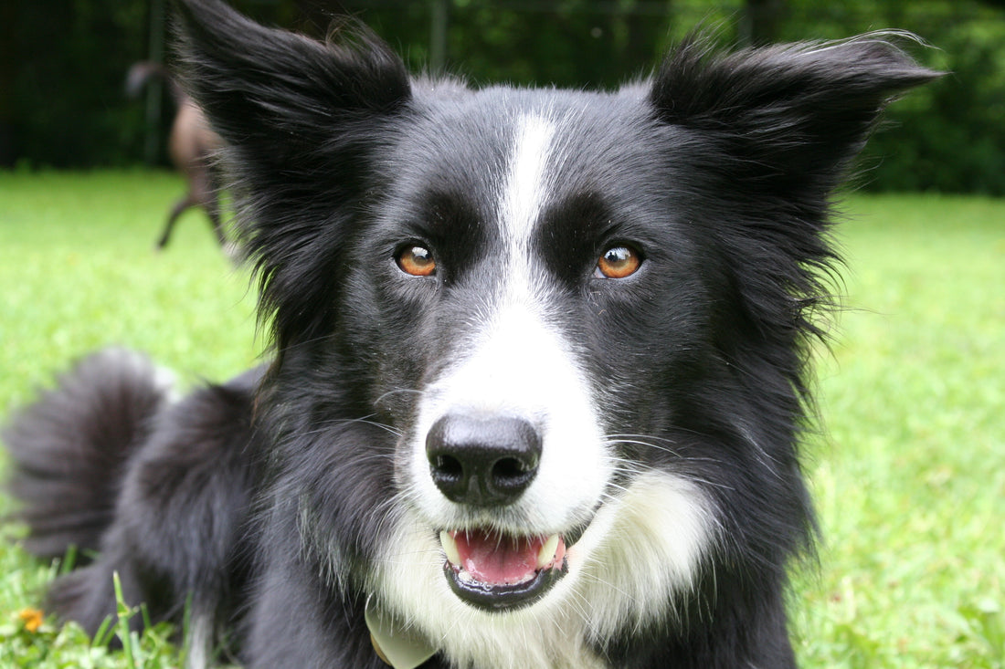 Preparing for Your Dog's Boarding Stay: 6 Things to Pack in Your Pet’s Doggy Bag