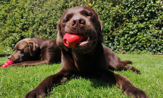 Introducing the Nosey Nook: Scent Enrichment for Your Dogs