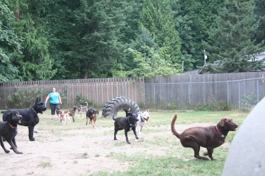 Looking for a Dog Boarding Place in Squamish?