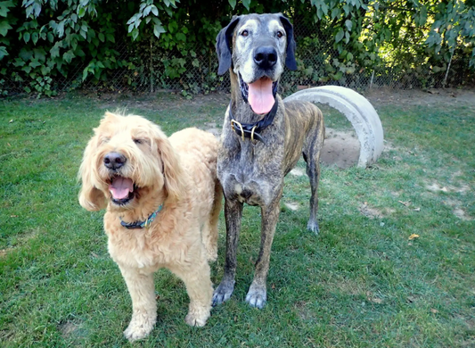 Why Use Our Dog Daycare in Squamish?